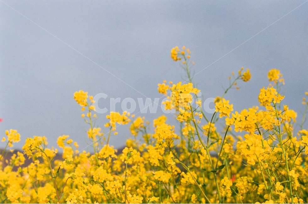 부산,대저생태공원,유채꽃,대저생태공원유채꽃축제,Film,Filmcamera,필름카메라,필름,감성사진,필름감성,봄,계절,spring,season,식물,자연,plants,nature,꽃,flower