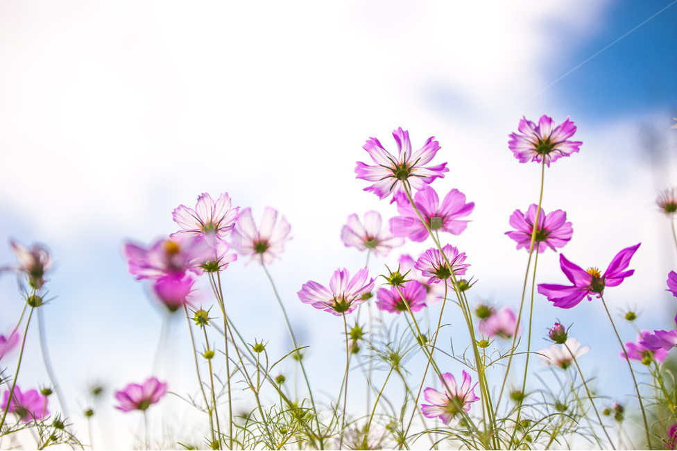 코스모스,꽃밭,가을,핑크,역광사진,cosmos,꽃,flower,가을,계절,fall,autumn,season,식물,자연,plants,nature,꽃,flower,plant