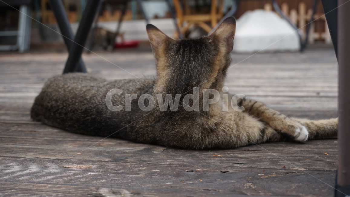 a look,cat,back,good,cute