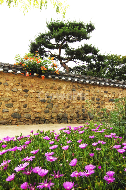 흙담,꽃,소나무,능소화,골목길,한국전통,한국문화,korean traditional,korean culture,건축물,건물외관,exterior,building,structure,architecture,construction