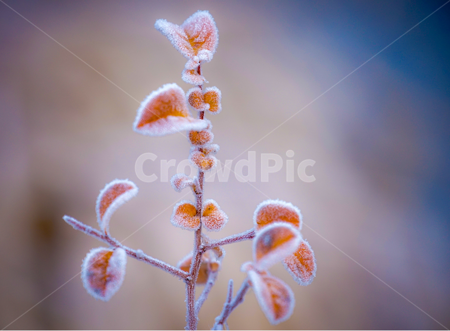 서리,서릿꽃,감성,식물,겨울,계절,접사,클로즈업,겨울,계절,winter,season,식물,자연,plants,nature
