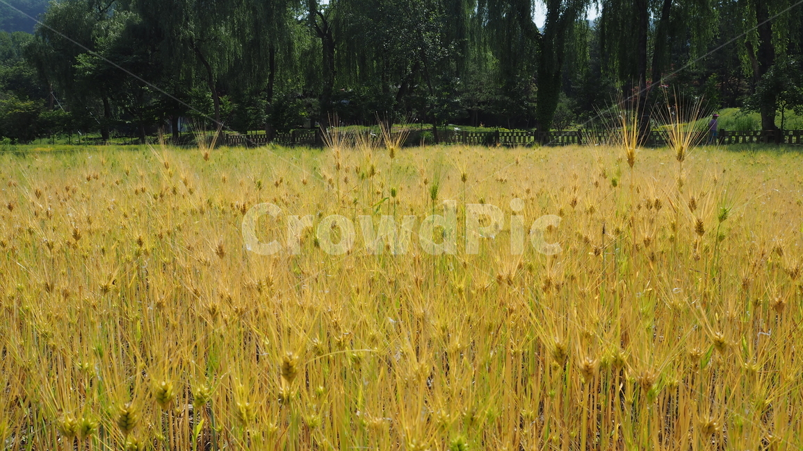 보리밭,보리,추수,가을,갈색,가을,계절,fall,autumn,season,자연,풍경,nature,landscape,field,들,outdoors,옥외,grassland,목초지