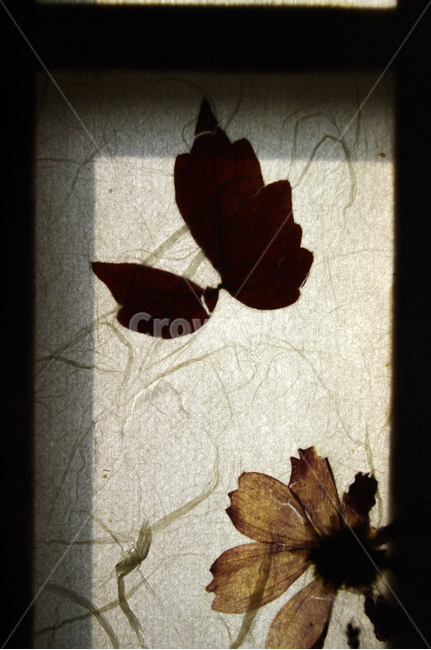 창,전통,한지,꽃,식물,flower,leaf,잎