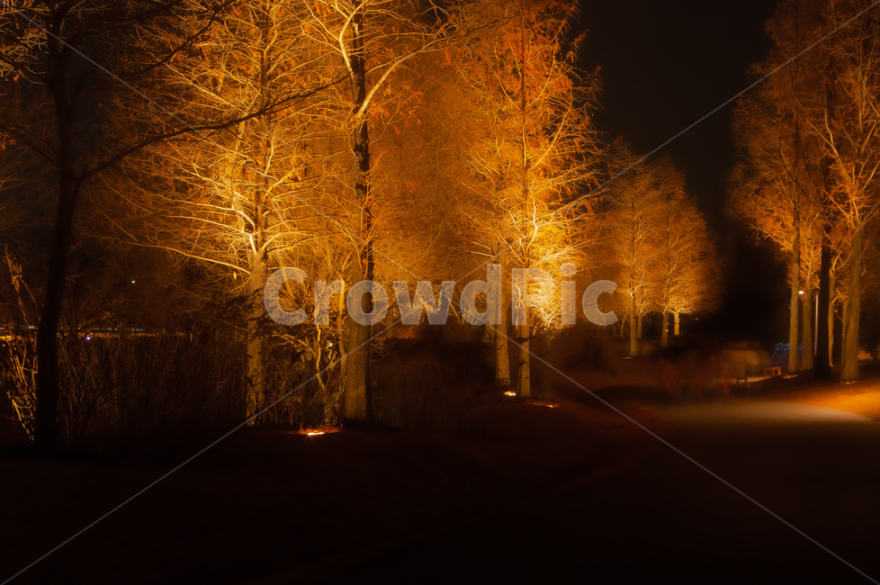 light,빛,flare,플레어,나무,조명,자연,가로수