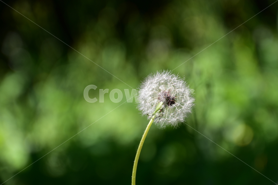 자연,부드러운,배경,봄,꽃,natural,soft,background,spring,flower,식물,자연,plants,nature,꽃,flower