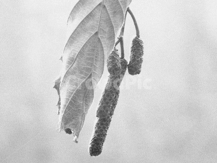 낙엽,겨울열매,가을열매,겨울잎,가을잎,흑백,모노톤,monochrome,black and white