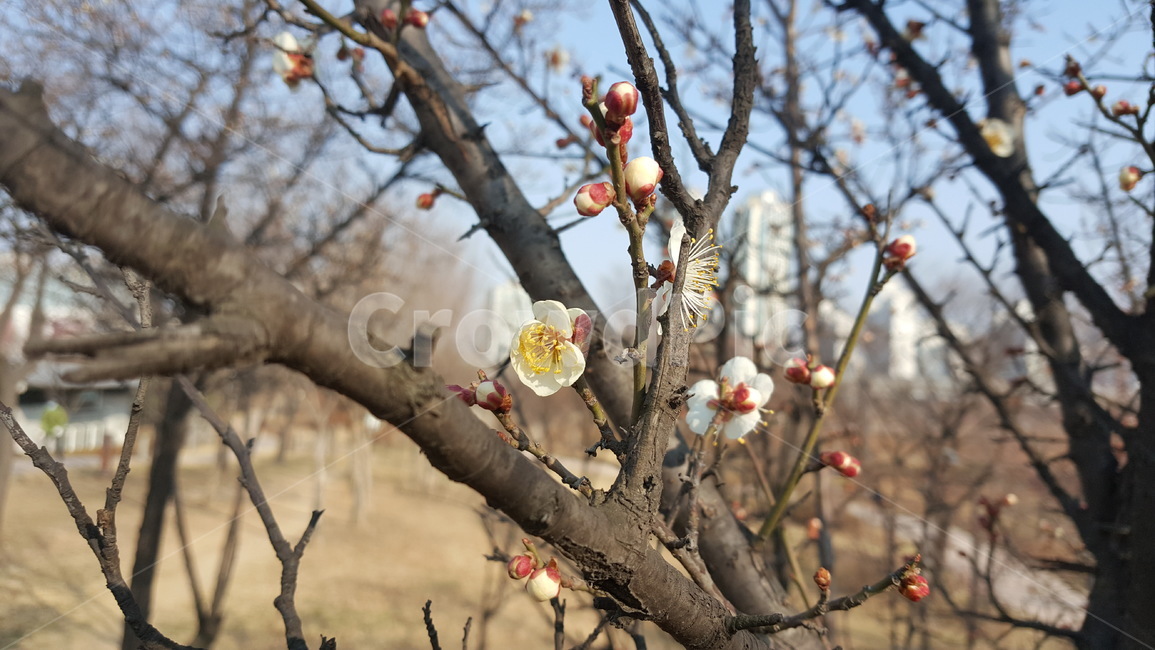 나뭇가지,벚꽃,겨울,봉오리,사계절,꽃,아름다움,신비로움,한국,공원,식물,귀여움,branch,cherryblossom,winter,bud,fourseasons,flower,beauty,mystery,korea,park,봄,계절,spring,season,식물,자연,plants,nature,꽃,flower,plant