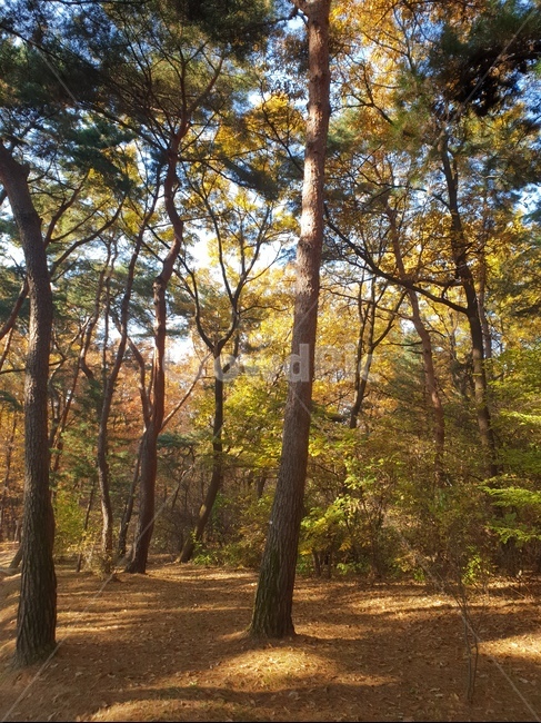 가을풍경,단풍,단풍놀이,가을감성,소나무,융릉,건릉,산책로,숲,나무,낙엽,식물,자연,plants,nature,나무,trees,wood
