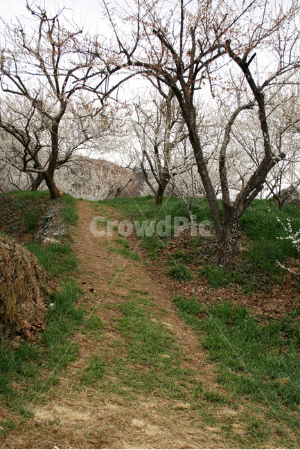 봄길,봄,봄날,매화,꽃길,감성,flower,spring,봄,계절,spring,season,자연,풍경,nature,landscape,한국자연풍경,한국자연경관,korea nature landscape,ground,바닥,plant,식물,tree trunk,나무 줄기,tree,나무
