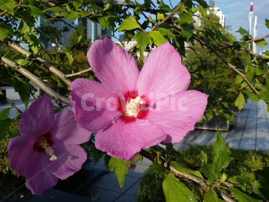 꽃,flower,식물,plant,무궁화,무궁화꽃,자연,식물,자연,plants,nature,꽃,flower