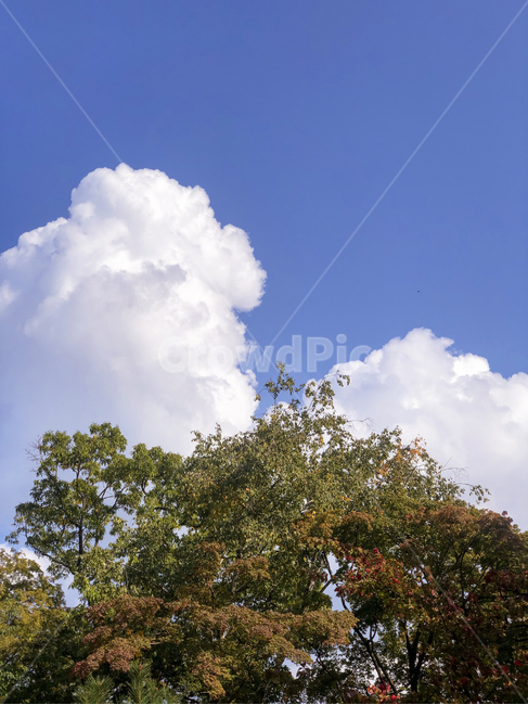단풍,nature,자연,weather,날씨,outdoors,옥외,cumulus,treetrunk,나무줄기,tree,나무,plant,식물,sky,하늘,cloud,구름,자연,풍경,nature,landscape