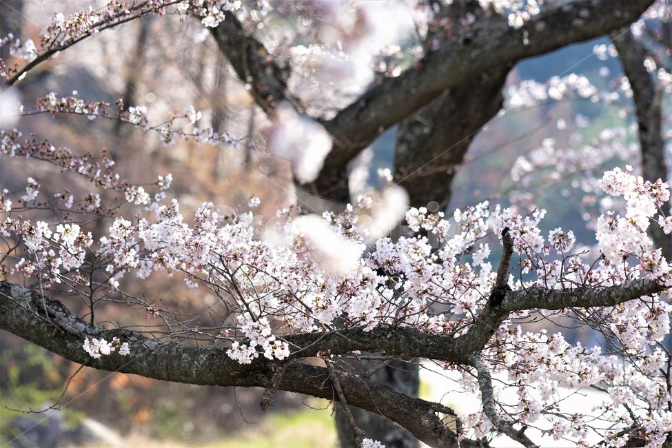 벚꽃,봄,꽃,나무,자연,식물,예쁨,아름다움,하얀색,분홍색,감성,느낌,nature,flower,spring,white,pink,beauty,emotion,feeling,trees,봄,계절,spring,season,꽃,flower,plant,blossom,cherry blossom