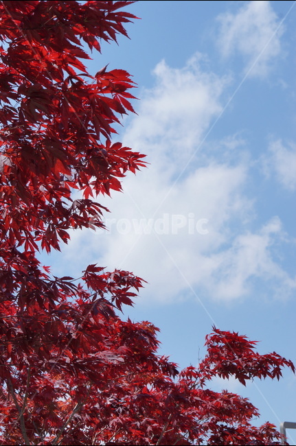 홍단풍,자주,구름,봄,파랑,가을,계절,fall,autumn,season,식물,자연,plants,nature,leaf,잎,plant,tree,나무,maple,단풍