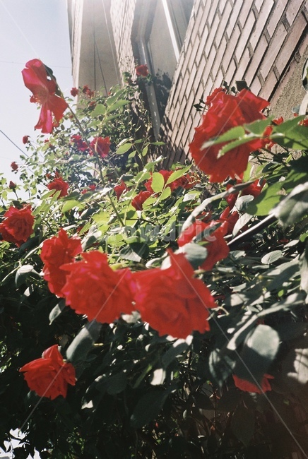 자연,감성,감성사진,장미,장미꽃,꽃,필름,필름카메라,필름사진,film,filmcamera,nature,rose,flower,plant,sensible,color,colorsensitivity,emotional,feeling