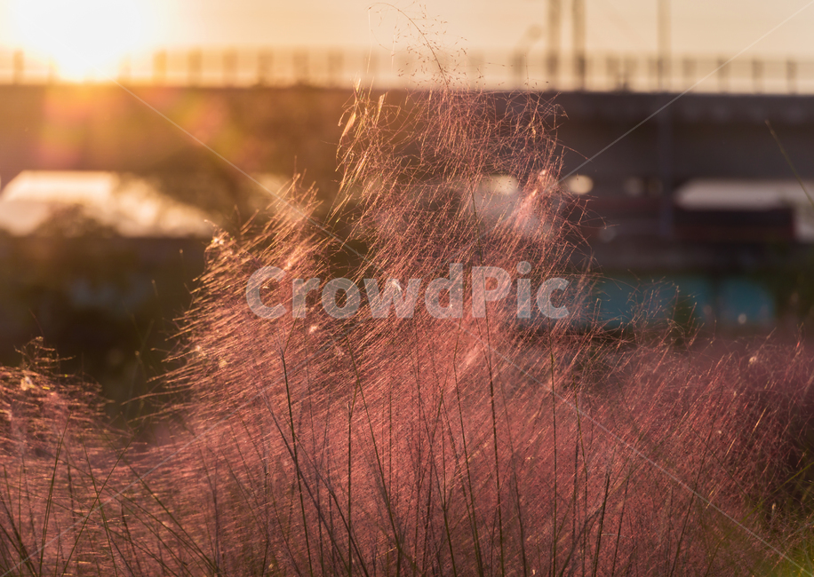 핑크뮬리,뮬리,가을,pinkmuhly,자연,공원,핑크,pink,식물,가을,계절,fall,autumn,season,nature,outdoors,옥외