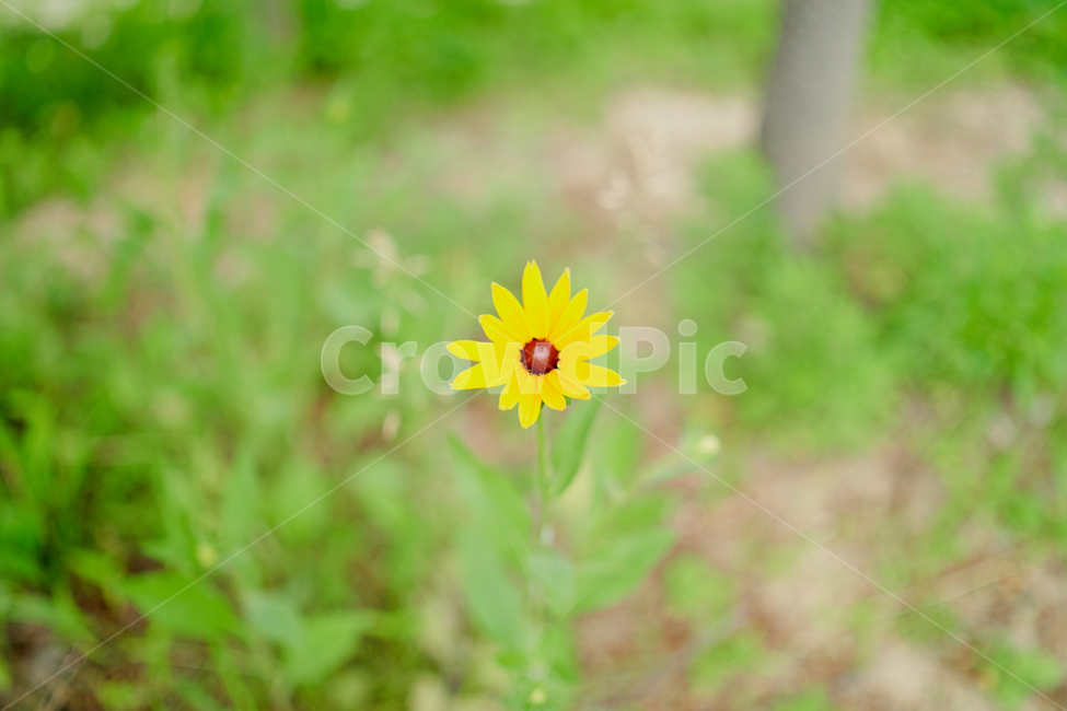 꽃,식물,자연,빛,배경,flower,plant,nature,sun,background,식물,자연,plants,nature,꽃,flower