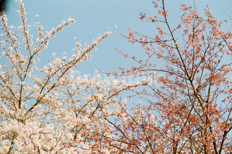 봄,벚꽃,하늘,필름사진,꽃,flower,봄,계절,spring,season,plant,식물,blossom