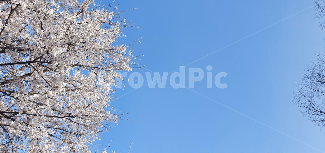 식물,plant,spring,벚꽃,하늘,봄