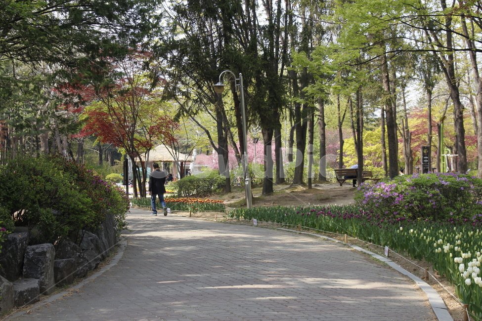 산책로,공원도로,산책,길,공원,숲