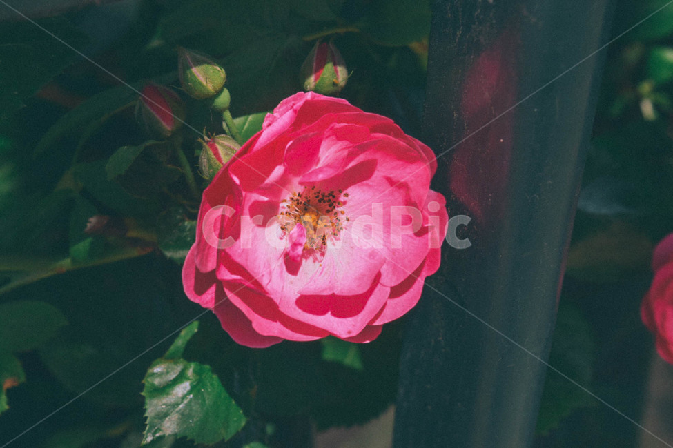 꽃,봄,꽃사진,자연,풍경,식물,자연풍경,nature,spring,flower,핑크,식물,자연,plants,nature,꽃,flower,감성,sensible,feeling