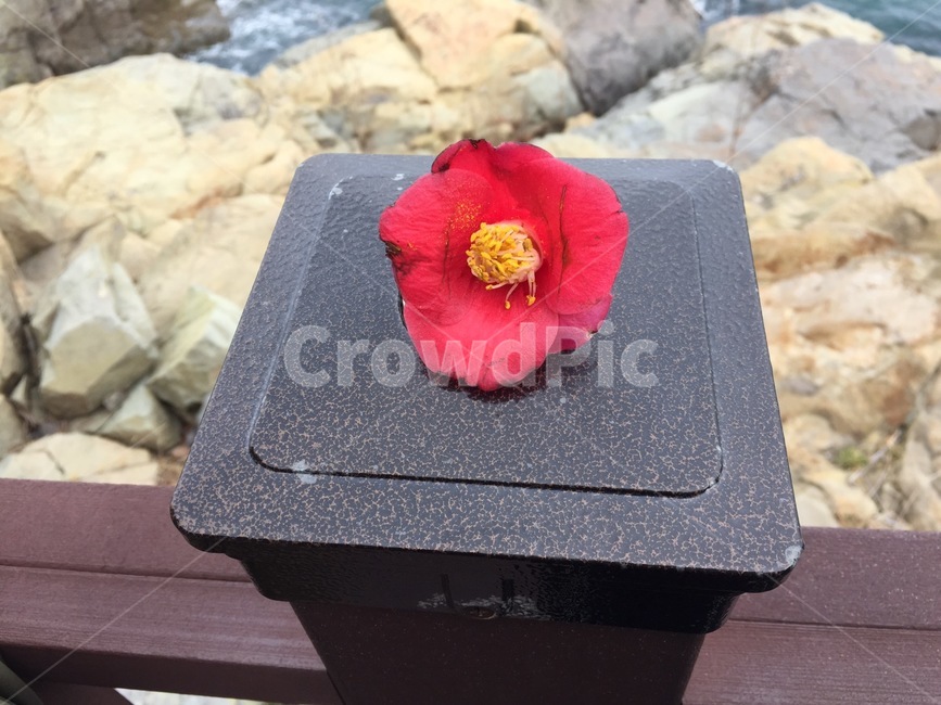 동백꽃,빨간색,예쁨,노란색,꽃,꽃,flower