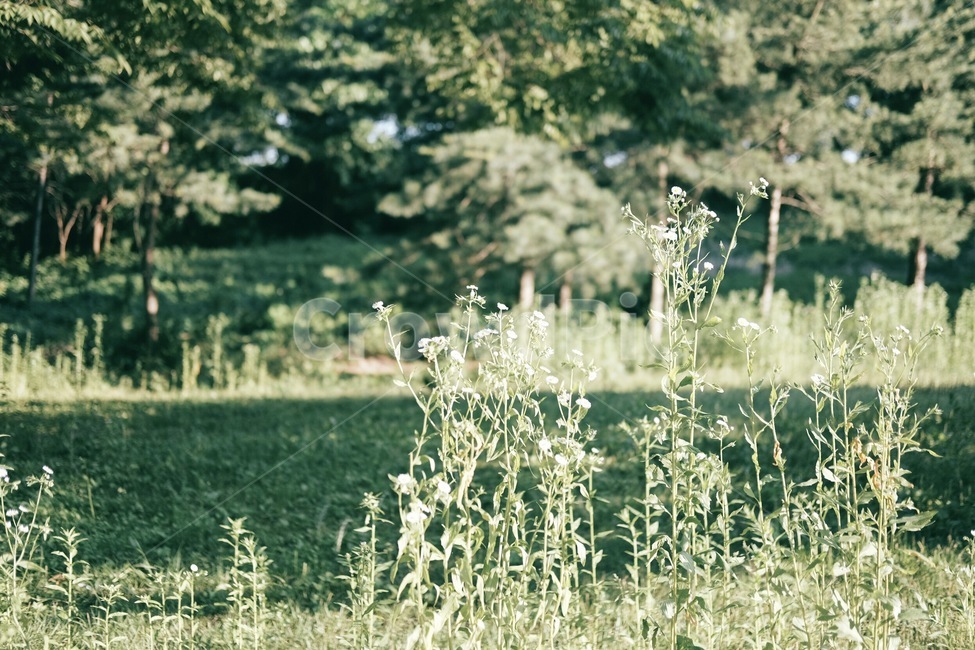 들판,풀밭,산,산길,시골길,식물,자연,plants,nature