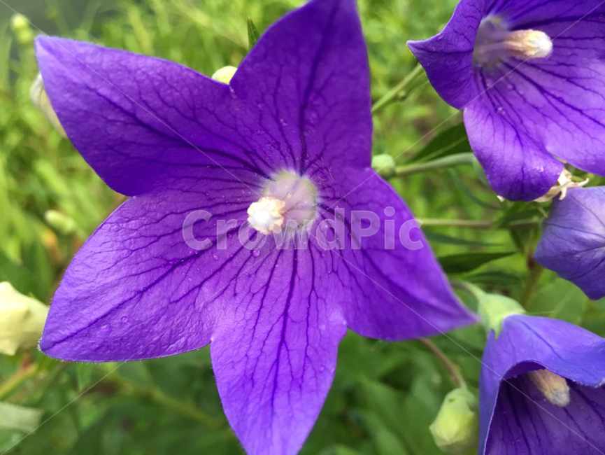 도라지,꽃,flower,plant,식물,자연,보라
