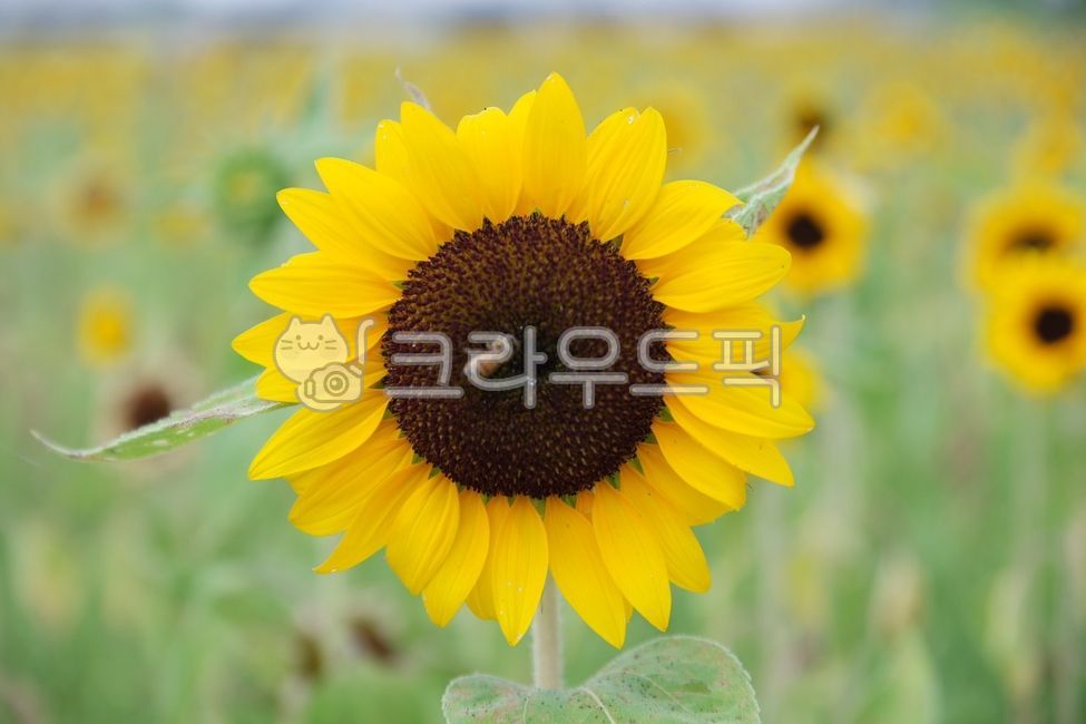 background,sight,sunflower,flower