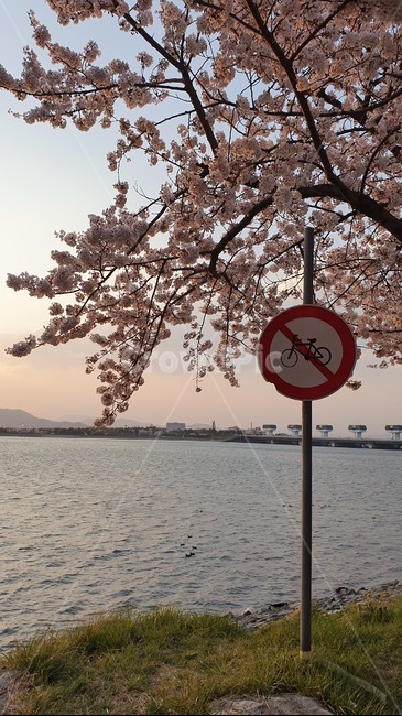 벚꽃,강,표지판,해질녘,봄,분위기있는,감성,분위기,폰배경,cherryblossom,spring,landscape,sunset
