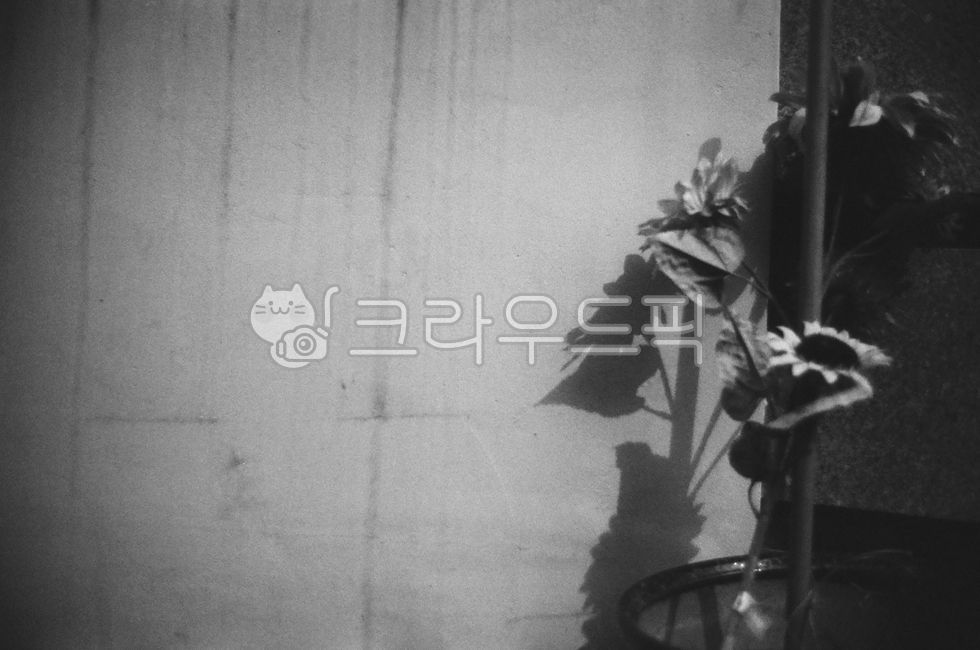 꽃,그림자,벽,감성,필름사진,흑백감성,감성이미지,비네팅