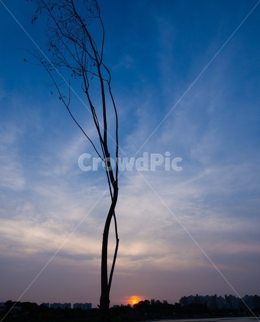 나무,구도,일몰,하늘,풍경,배경,특이한,composition,tree,sunset