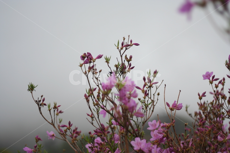 봄,비,봄비,철쭉,사랑의기쁨,봄,계절,spring,season,식물,자연,plants,nature,꽃,flower,plant