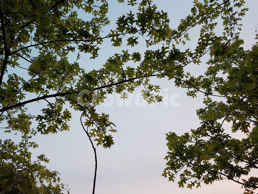 자연,나무,노을,하늘,푸른,자연,풍경,nature,landscape,tree,plant,식물,tree trunk,나무 줄기