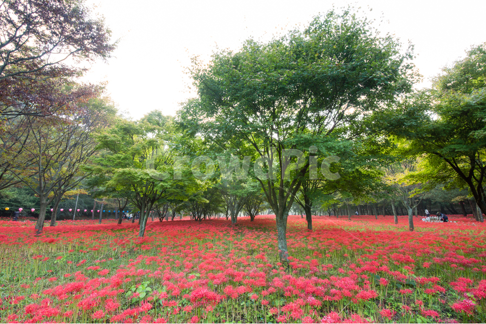 상사화,꽃무릇,일출,아침햇살,빛내림,불갑사,자연,풍경,nature,landscape,plant,식물