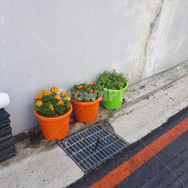 거리,골목,골목풍경,도시,화분