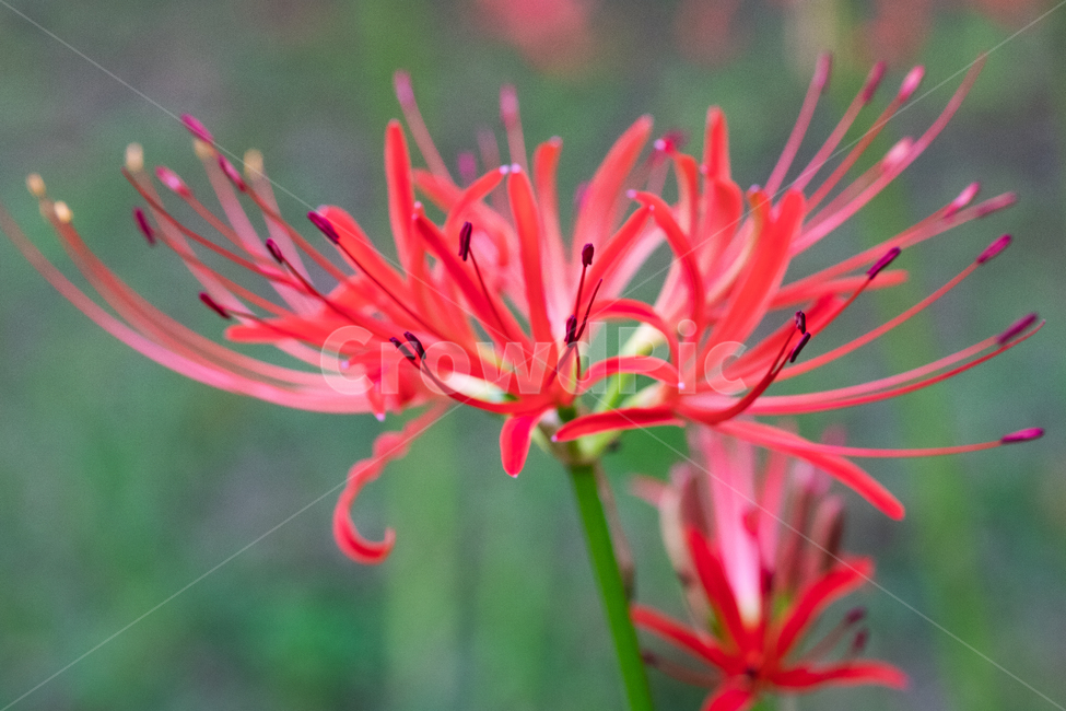 상상화,이별,만남,꽃,자연,nature,식물,식물,자연,plants,nature,꽃,flower