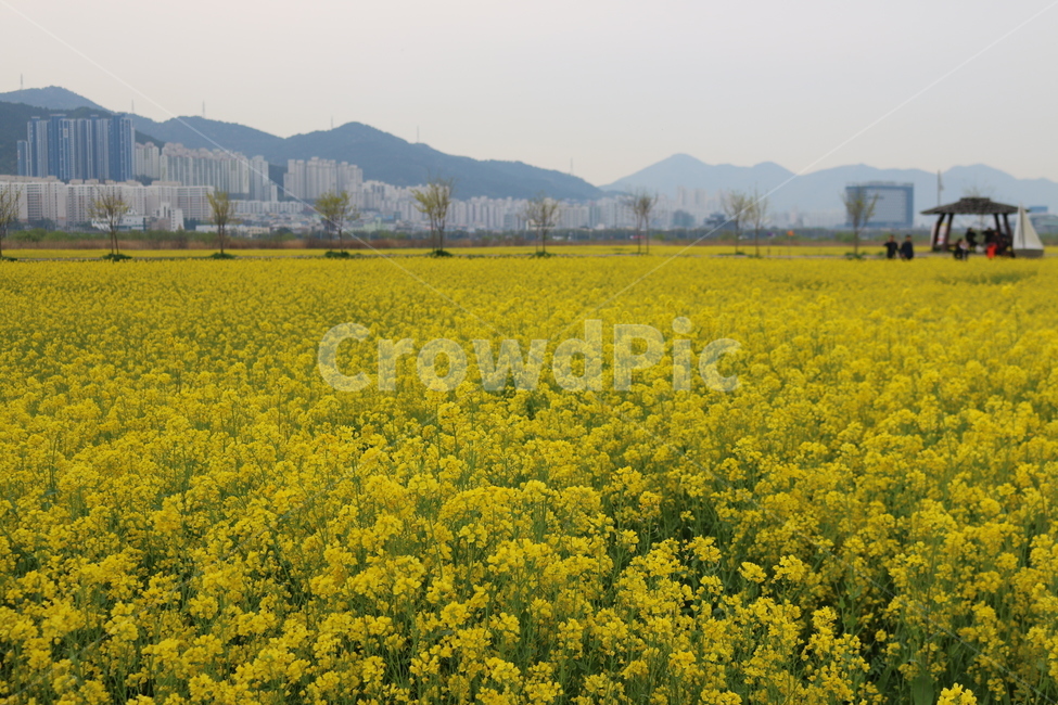 유채꽃,대저유채꽃밭,아침풍경,자연,들,field,꽃놀이,식물,자연,plants,nature,꽃,flower
