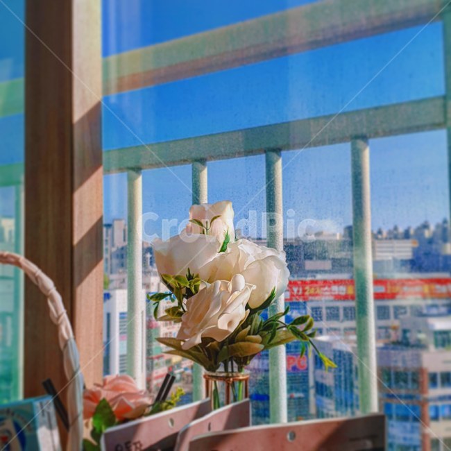 꽃,흰꽃,장미,베란다,초록
