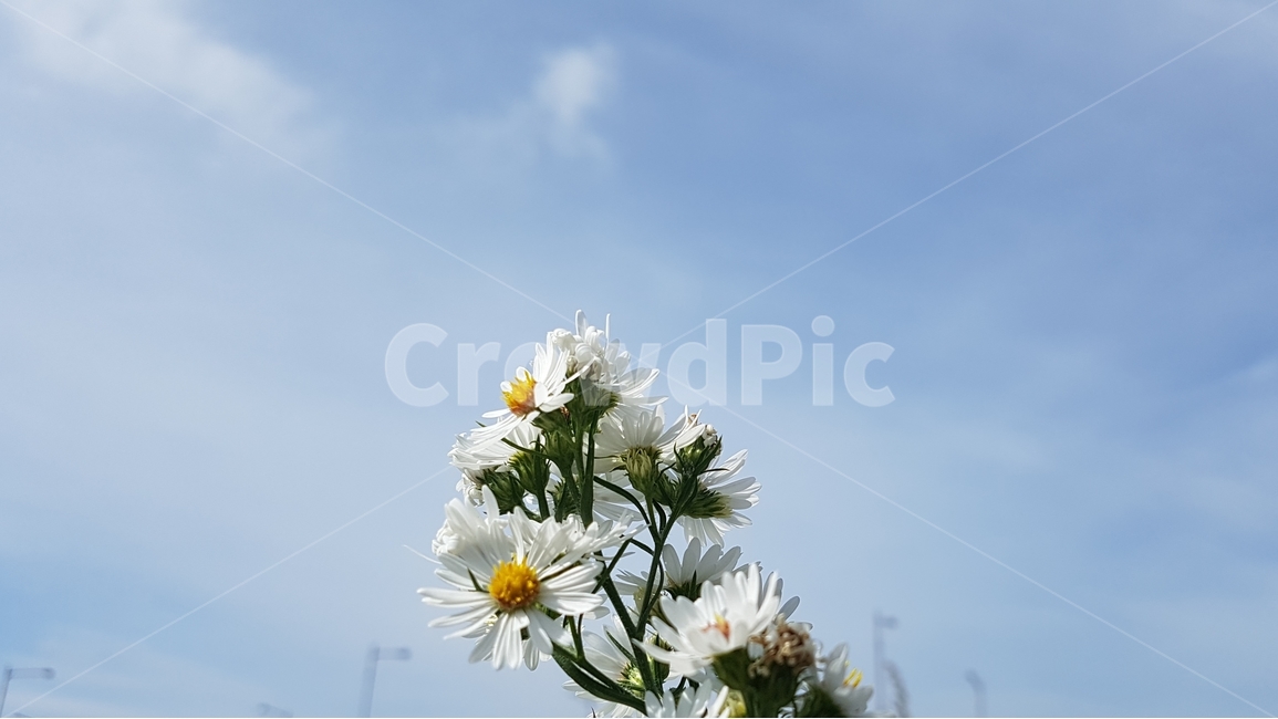 봄,spring,꽃,식물,flower,풍경,landscape,plant,날씨,weather,하늘,sky,봄,계절,spring,season,식물,자연,plants,nature,꽃,flower,blossom,daisy,데이지,daisies