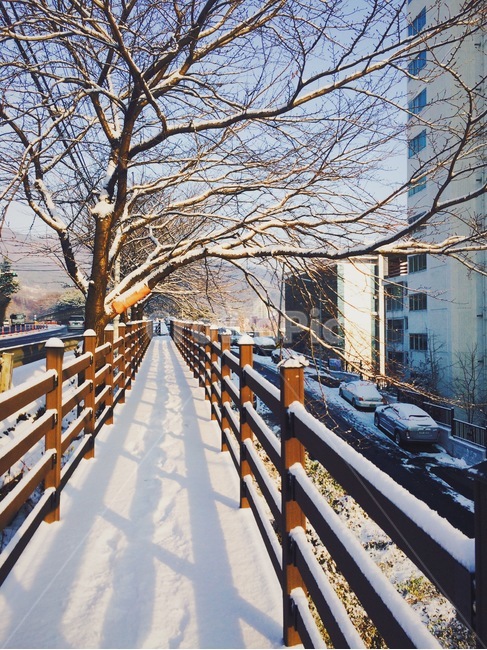 겨울,눈,산책,나무,winter,다리,snow,tree