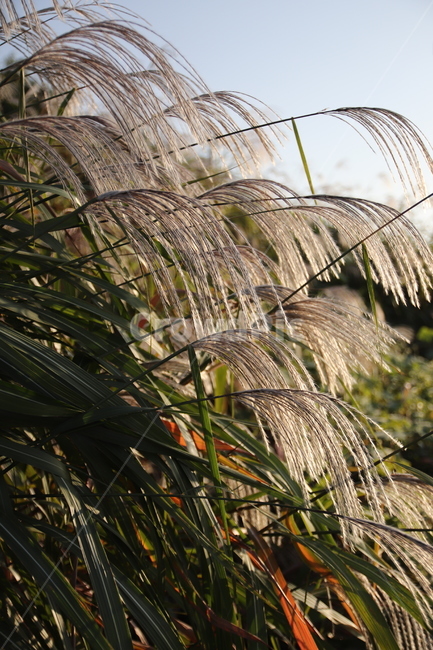 가을,풍경,억새,햇살,plant,강변,오후