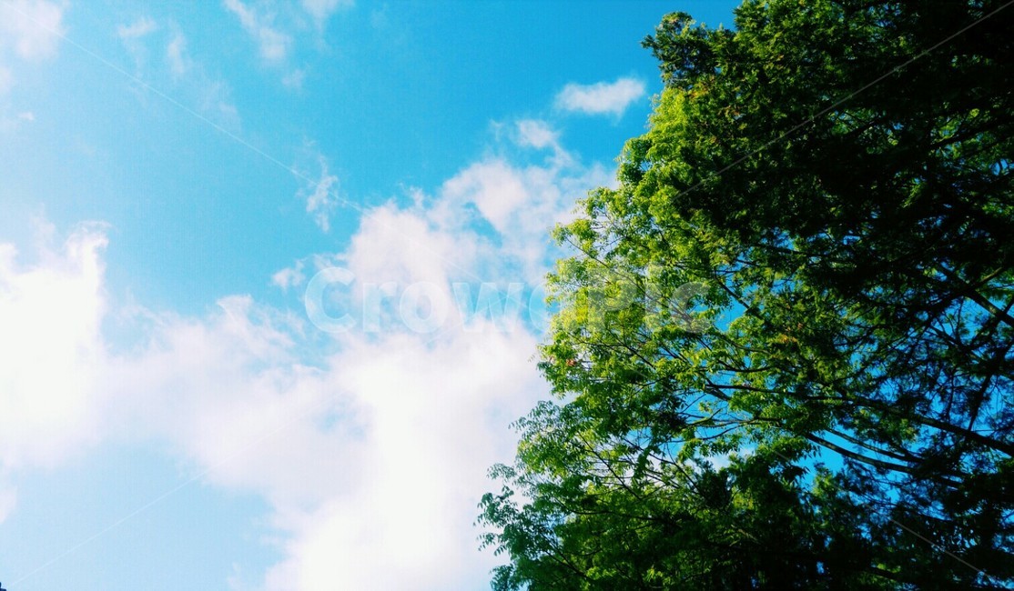 하늘,구름,나무,풍경,맑음,sunshine,sky,cloud,blue,flare,플레어,tree,빛,light,자연,풍경,nature,landscape,tree,plant,식물,flare,플레어,light,빛