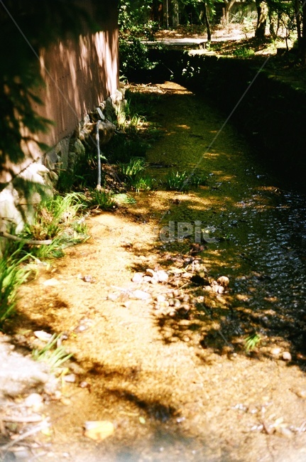 풀,물,그림자,outdoors,옥외,필름