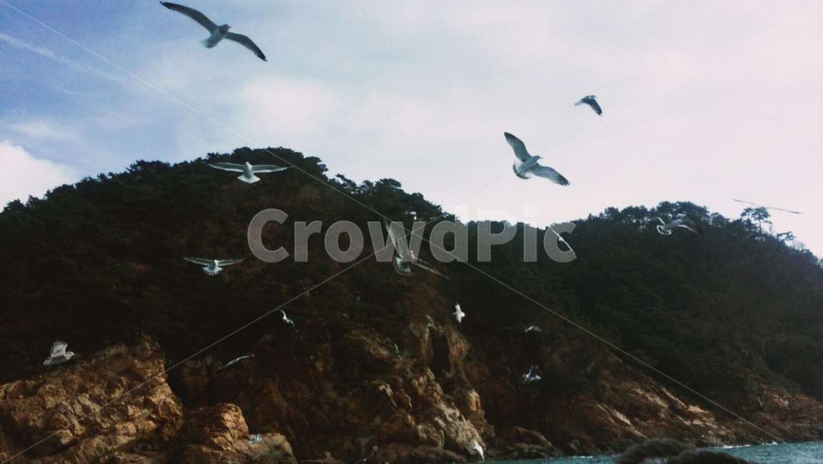 새,갈매기,하늘,섬,바다,부산