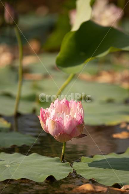 자연,꽃,연꽃,수련,빅토리아,식물,자연,plants,nature,꽃,flower