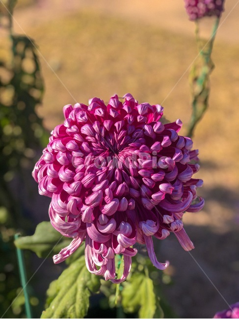 식물,꽃,자연,plant,flower,blossom