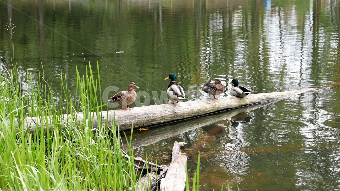 호수,연못,정경,오리가족,오리,동물,animal,조류,새,birds