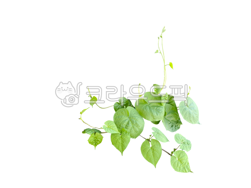 덩쿨, 넝쿨, 잎사귀, 누끼, png, 사진,이미지,일러스트,캘리그라피 - 나비처럼작가
