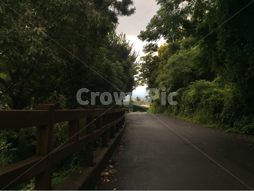 산책길,길,어두운,아스팔트,asphalt,초록,나무,산책,제주도