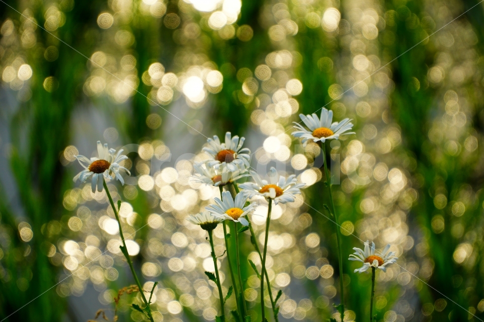 꽃,보케,자연,풀,정물,휴식,힐링,rest,relaxation,healing,식물,자연,plants,nature,꽃,flower,감성,sensible,feeling